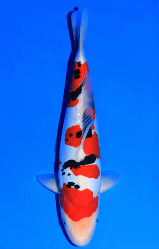 tri-color koi